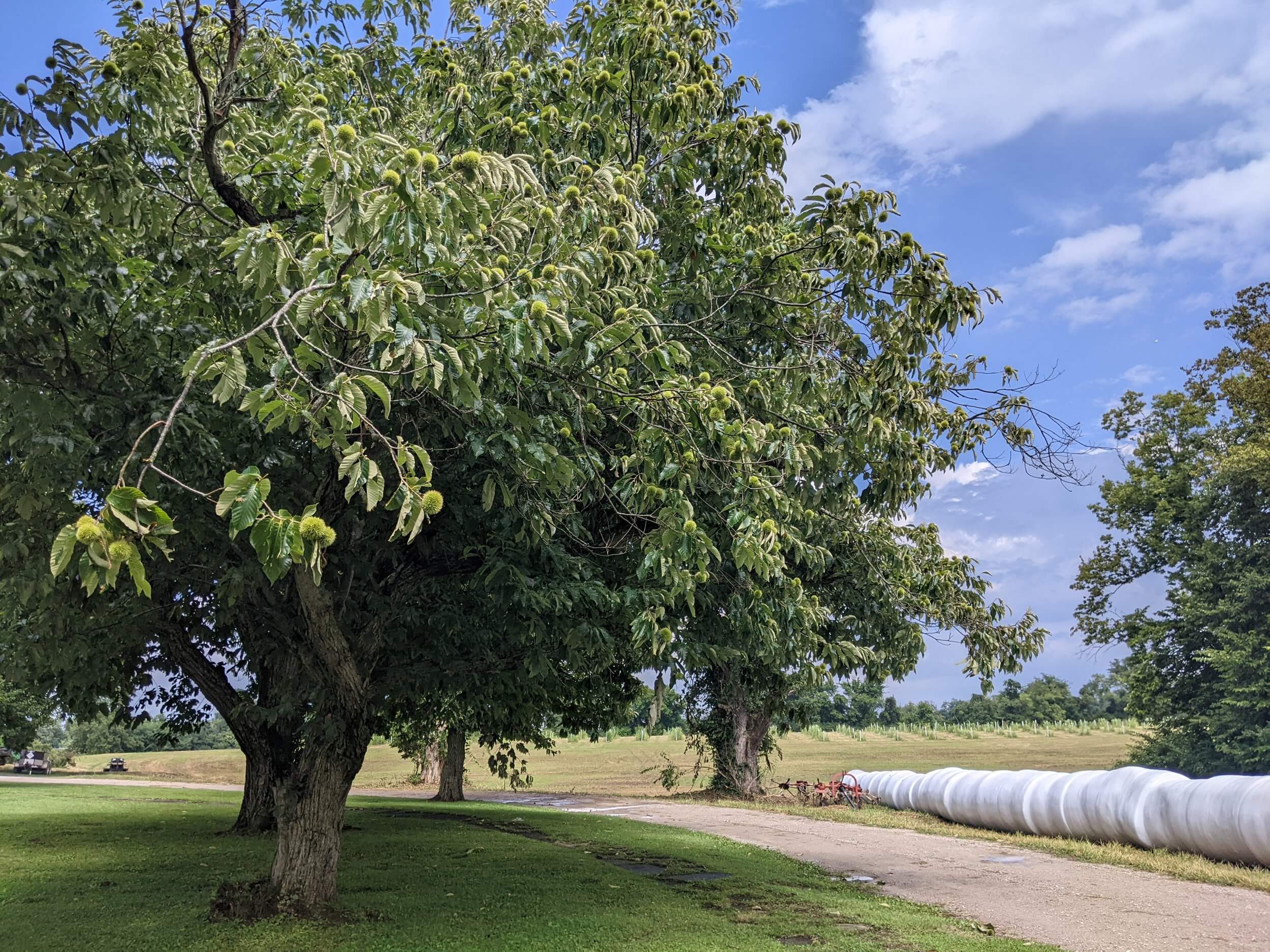 chestnut farm